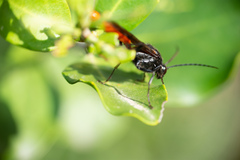 Elaphroptera