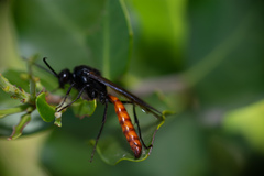 Elaphroptera