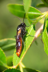 Elaphroptera