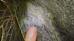 Phyllorhynchus decurtatus