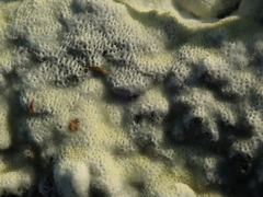 Antrodiella citrinella