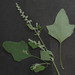 Fremont's Goosefoot - Photo (c) Mike Plagens, some rights reserved (CC BY-NC), uploaded by Mike Plagens