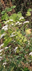 Stevia ovata