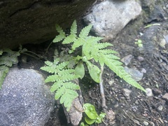 Thelypteridaceae