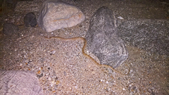 Hypsiglena chlorophaea