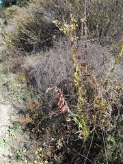 Penstemon centranthifolius