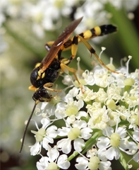 Ichneumon xanthorius