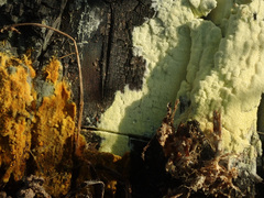 Antrodiella citrinella