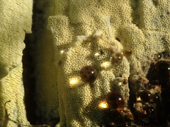 Antrodiella citrinella