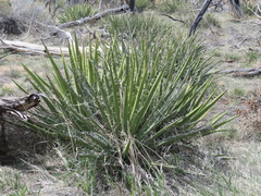 Yucca baccata