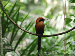 Baryphthengus martii