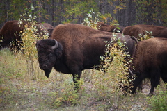 Bison bison athabascae