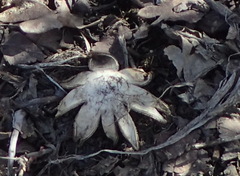 Astraeus hygrometricus