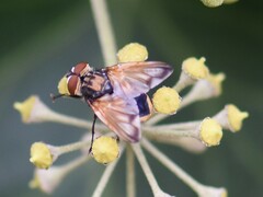 Phasia aurigera