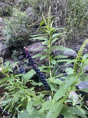 Phytolacca