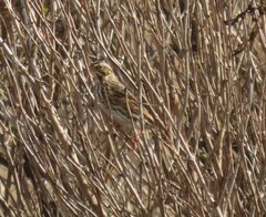 Passerculus sandwichensis princeps