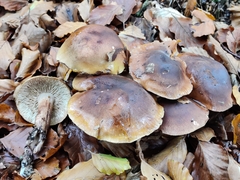 Tricholoma ustale