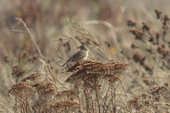 Passerculus sandwichensis princeps