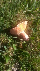 Lactarius deterrimus