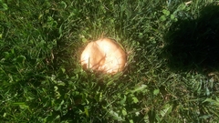 Lactarius deterrimus