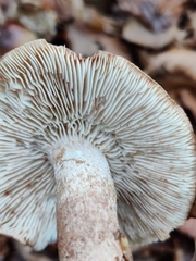 Tricholoma ustale