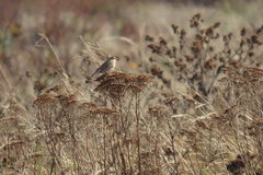 Passerculus sandwichensis princeps