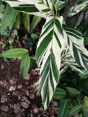 Alpinia vittata