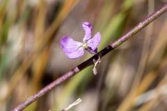 Hesperidanthus linearifolius