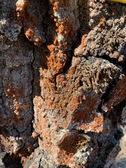 Polycauliona candelaria