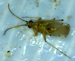 Engytatus modestus
