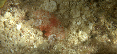 Portunidae