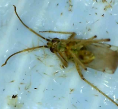 Engytatus modestus