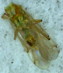 Engytatus modestus
