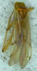 Engytatus modestus