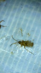 Engytatus modestus