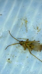 Engytatus modestus