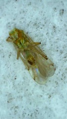Engytatus modestus