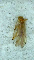 Engytatus modestus