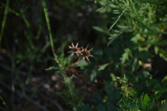 Eryngium hookeri