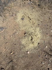 Pogonomyrmex bicolor