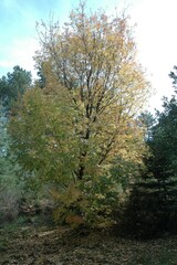 Fraxinus ornus