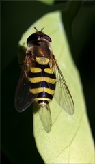 Syrphus vitripennis