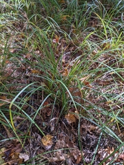Chasmanthium sessiliflorum