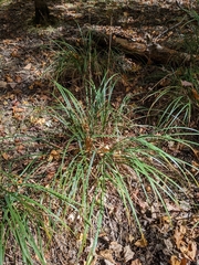 Chasmanthium sessiliflorum