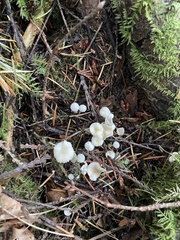 Marasmius calhouniae