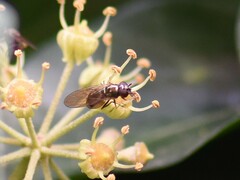Melanostoma mellinum