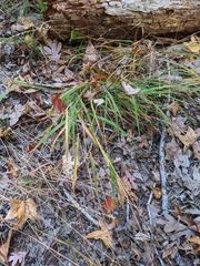 Chasmanthium sessiliflorum