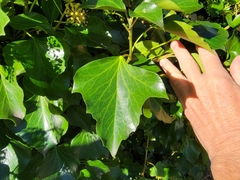 Hedera canariensis