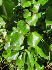 Hedera canariensis