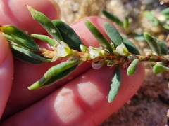 Polygonum glaucum